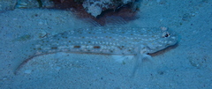 Istigobius rigilius