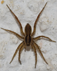 Pardosa palustris