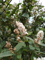 Deutzia cordatula