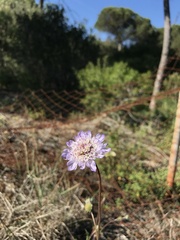 Pycnocomon intermedium