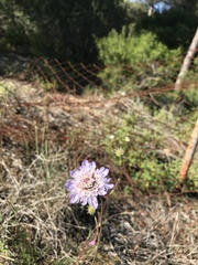 Pycnocomon intermedium