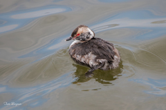 Podiceps auritus
