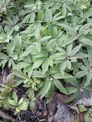 Anemonoides ranunculoides