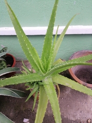 Aloe vera