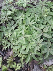 Anemonoides ranunculoides