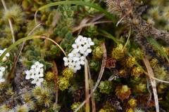 Pimelea oreophila