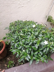 Tabernaemontana divaricata