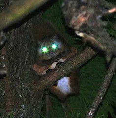 Petaurista leucogenys