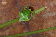 Plautia crossota
