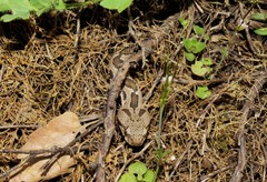 Montivipera xanthina