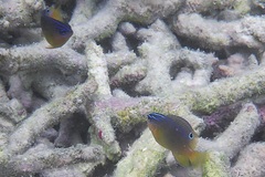 Pomacentrus grammorhynchus