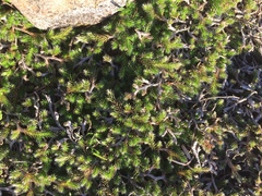 Selaginella sellowii
