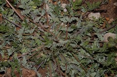 Hypecoum procumbens atropunctatum