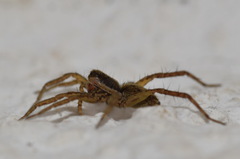 Pardosa palustris