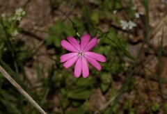 Silene cretica