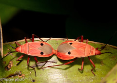Probergrothius nigricornis