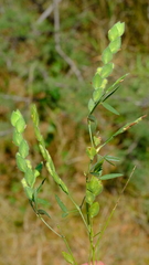 Zornia glochidiata