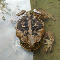 Rhinella diptycha