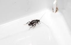 Phyllodromica marginata