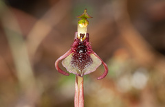 Chiloglottis curviclavia