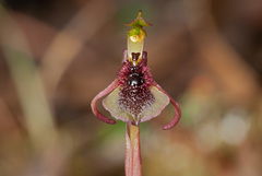 Chiloglottis curviclavia