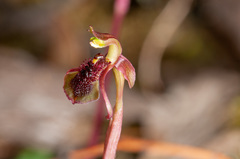 Chiloglottis curviclavia
