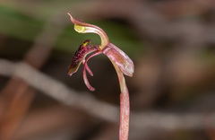 Chiloglottis curviclavia