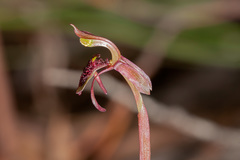 Chiloglottis curviclavia