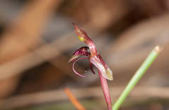 Chiloglottis curviclavia
