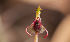 Chiloglottis curviclavia