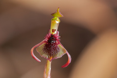 Chiloglottis curviclavia