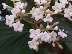 Viburnum erosum