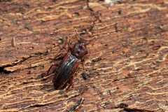 Bothrideres bipunctatus