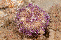 Temnopleurus alexandri