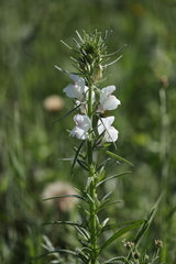 Misopates calycinum