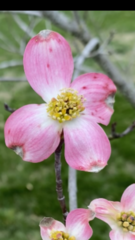 Cornus florida rubra