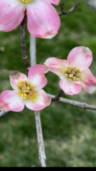 Cornus florida rubra