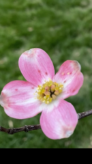 Cornus florida rubra
