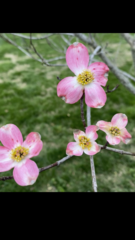 Cornus florida rubra