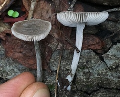 Pluteus phaeocyanopus