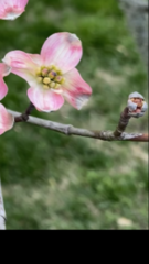 Cornus florida rubra
