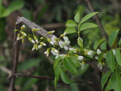 Derris trifoliata