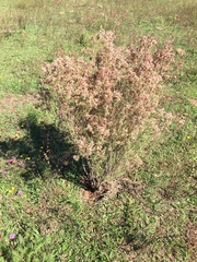 Acanthostyles buniifolius