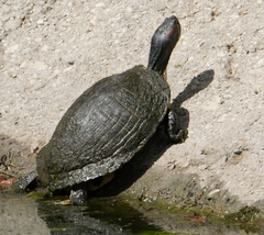 Trachemys scripta elegans