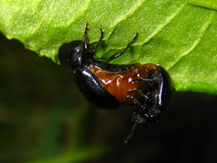 Gastrophysa atrocyanea