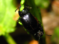 Gastrophysa atrocyanea