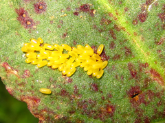 Gastrophysa atrocyanea