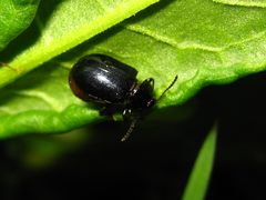 Gastrophysa atrocyanea
