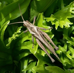 Xyleus discoideus angulatus