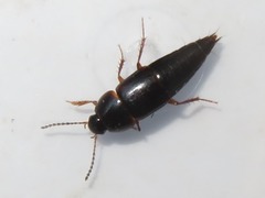 Tachinus rufipes